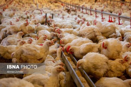 تولید بیش از ۳ و هفت دهم میلیون تن گوشت مرغ و تخم مرغ