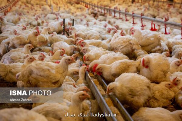 تولید بیش از ۳ و هفت دهم میلیون تن گوشت مرغ و تخم مرغ