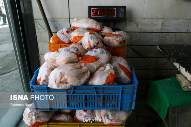 توزیع مرغ منجمد برای تعدیل قیمت مرغ در بازار