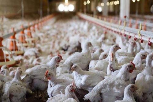 افزایش ۵۸ درصدی تورم تولیدكننده مرغداری های صنعتی در سال ۹۹