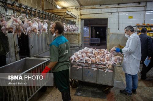 وظیفه نظارت بر بازار مرغ بر عهده کدام وزارت خانه است؟