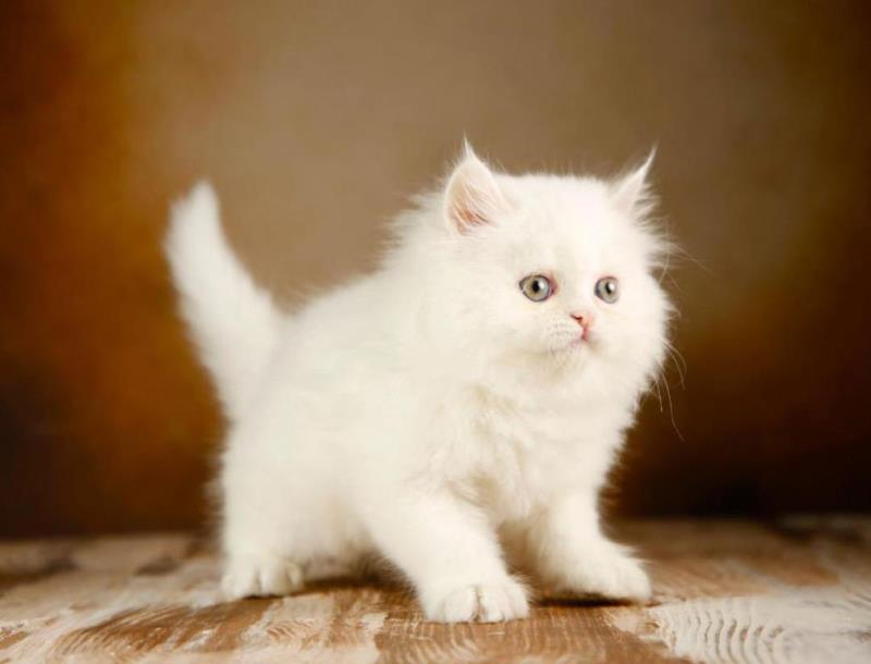 بچه گربه بچه گربه