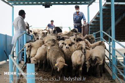 کشف بیشتر از ۱۴ هزار راس دام قاچاق