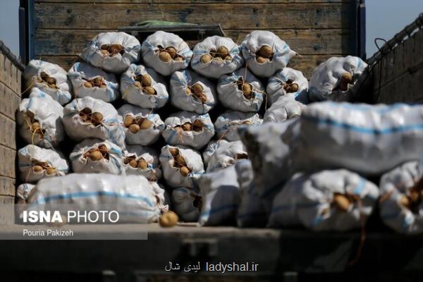 آیا سیب زمینی ارزان شد؟