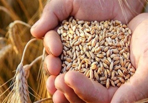 واردات یک میلیون و ۲۰۰ هزار تن گندم و روغن به کشور