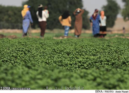 ۷۲ هزار هکتار از اراضی شوش به زیر کشت پاییزه می روند