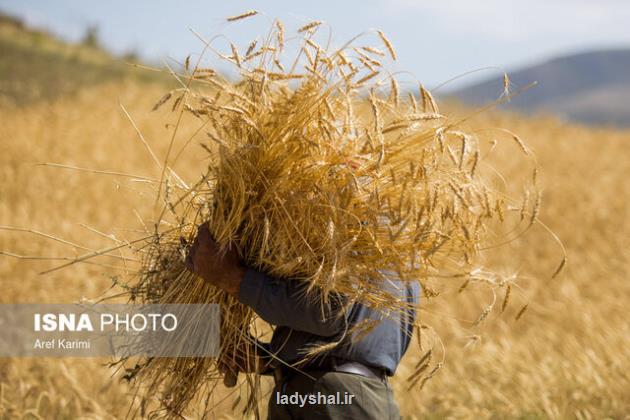 قیمتی برای گندم تعیین خواهد شد که به نفع کشاورزان باشد