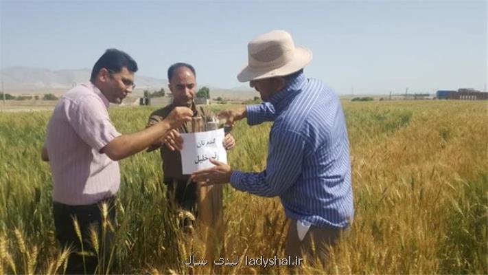 ارزیابی ارقام جدید و افزایش راندمان گندم در ایلام