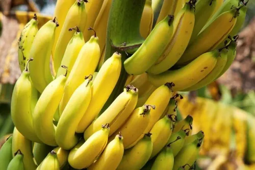 توقف واردات موز تکذیب شد واردات محصولات کشاورزی طبق روال صورت می گیرد