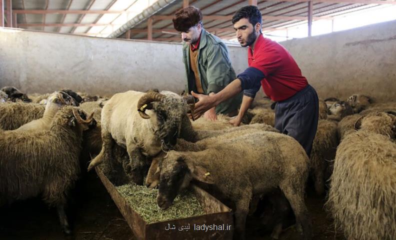 قیمت جدید دام زنده ۲۸ مهرماه ۱۴۰۴