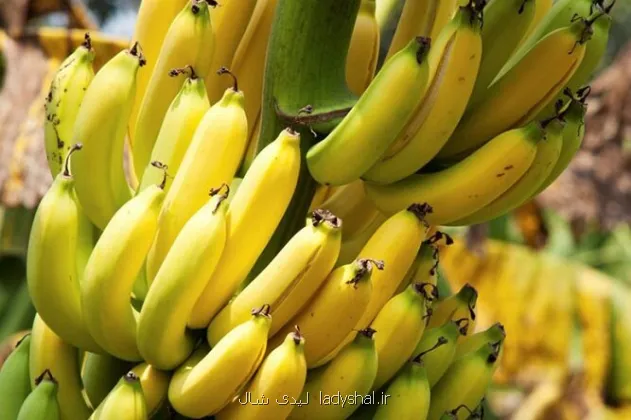 توقف واردات موز تکذیب شد واردات محصولات کشاورزی طبق روال صورت می گیرد