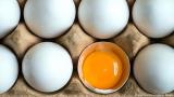 واردات تخم مرغ با مجوز وزارت صنعت، تولید بیشتر از نیاز داخلی