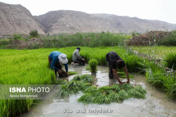 ركورد تولید برنج در تاریخ زده شد