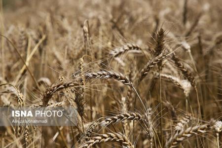 درآمد ۱۲ و نیم میلیارد دلاری تركیه از صادرات گندم
