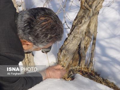 خسارت 38 میلیاردی سرمای بهاره به كشاورزی ساوه