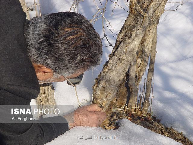 خسارت 38 میلیاردی سرمای بهاره به كشاورزی ساوه